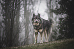 Eurasian