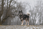 Eurasian