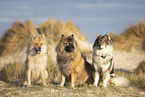 Eurasier