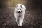 Eurasier
