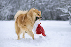Eurasier