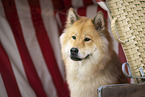 Eurasier