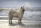 Eurasier