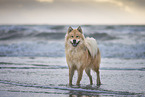 Eurasier