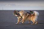 Eurasier