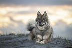 Eurasier