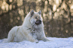 Eurasier
