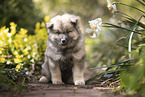 Eurasier puppy