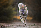 Eurasier puppy