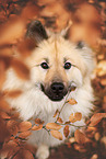 Eurasian