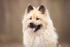 Eurasian