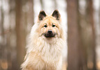 Eurasian