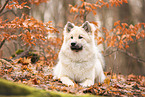 Eurasian