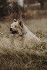 Eurasian