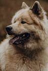 Eurasian