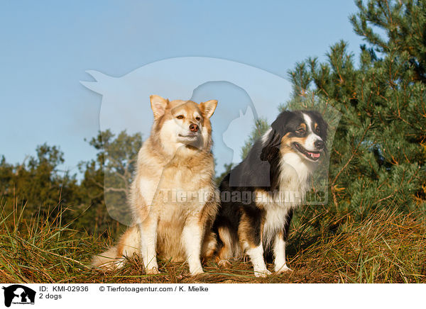 2 Hunde / 2 dogs / KMI-02936
