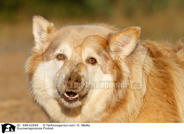 Suomenlapinkoira Portrait / Suomenlapinkoira Portrait / KMI-02948