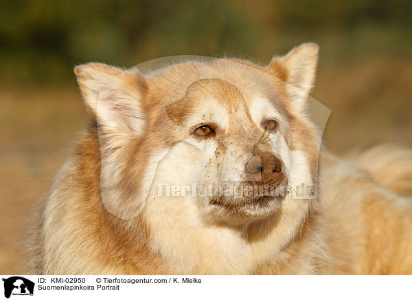 Suomenlapinkoira Portrait / Suomenlapinkoira Portrait / KMI-02950