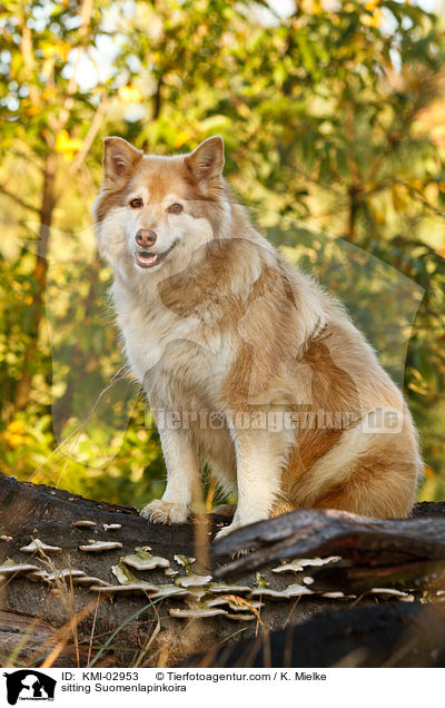 sitting Suomenlapinkoira / KMI-02953