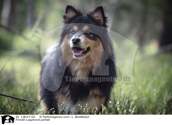 Finnish Lapphund portrait / LIB-01122
