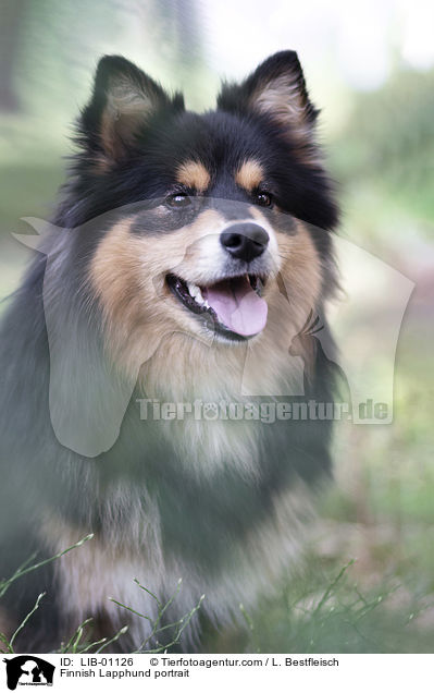 Finnischer Lapphund Portrait / Finnish Lapphund portrait / LIB-01126