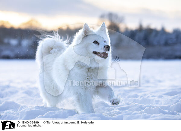 Suomenlapinkoira / EHO-02499