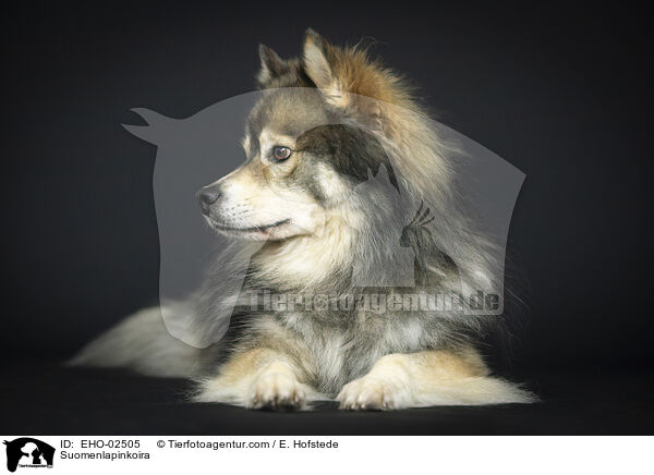 Suomenlapinkoira / Suomenlapinkoira / EHO-02505