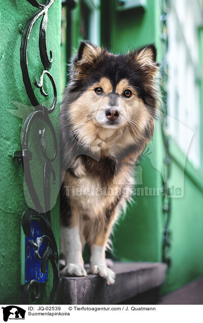 Finnischer Lapphund / Suomenlapinkoira / JQ-02539