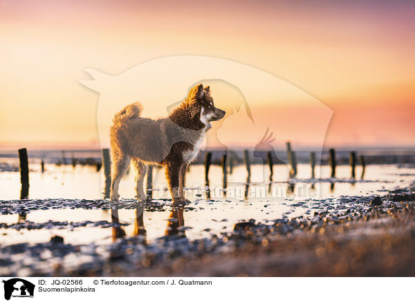Finnischer Lapphund / Suomenlapinkoira / JQ-02566