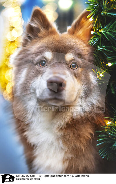 Finnischer Lapphund / Suomenlapinkoira / JQ-02628