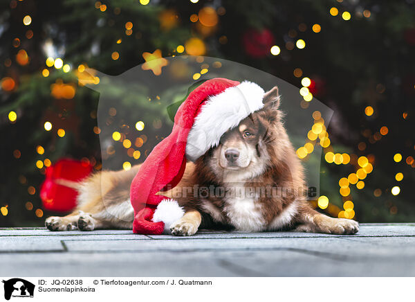 Finnischer Lapphund / Suomenlapinkoira / JQ-02638
