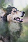 Finnish Lapphund portrait