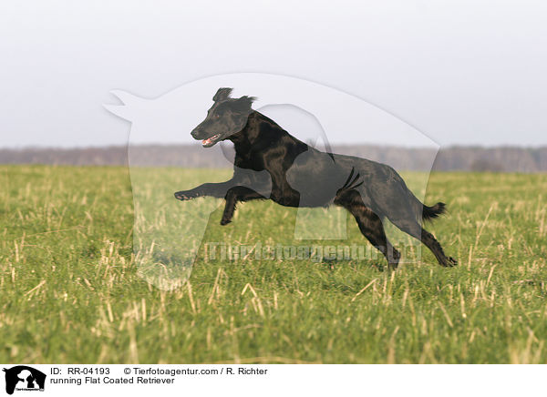 running Flat Coated Retriever / RR-04193