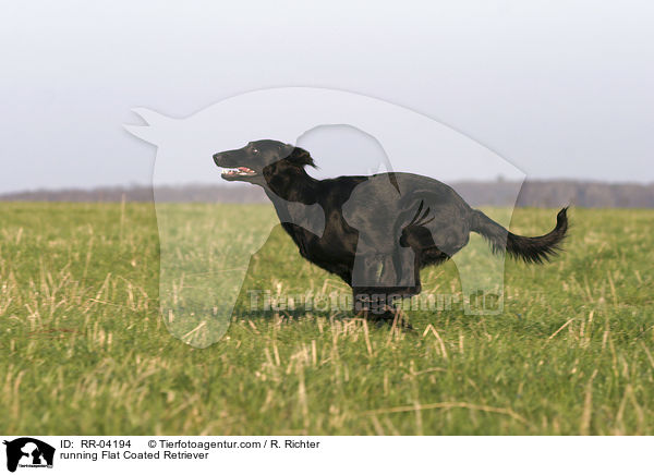 running Flat Coated Retriever / RR-04194