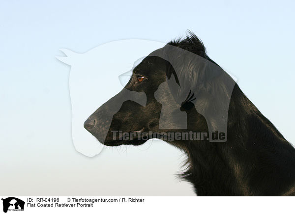 Flat Coated Retriever Portrait / RR-04196