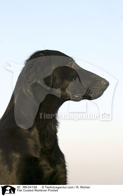 Flat Coated Retriever Portrait / Flat Coated Retriever Portrait / RR-04198