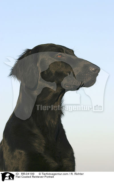 Flat Coated Retriever Portrait / Flat Coated Retriever Portrait / RR-04199