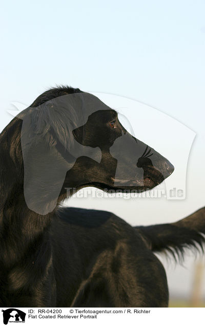 Flat Coated Retriever Portrait / Flat Coated Retriever Portrait / RR-04200