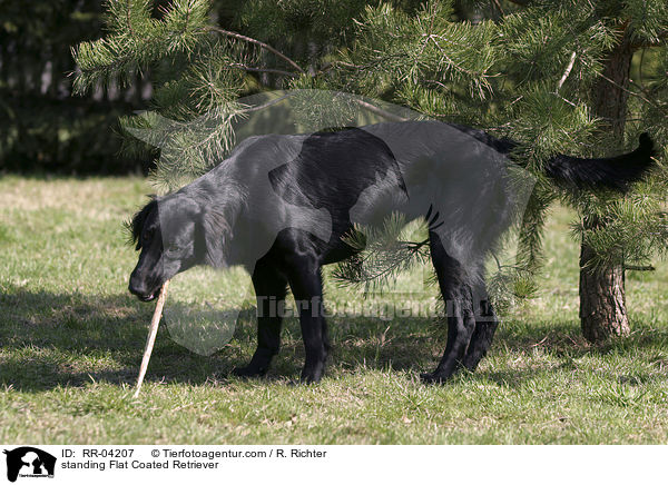 stehender / standing Flat Coated Retriever / RR-04207