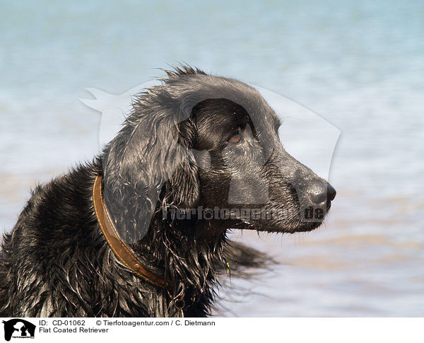 Flat Coated Retriever / Flat Coated Retriever / CD-01062