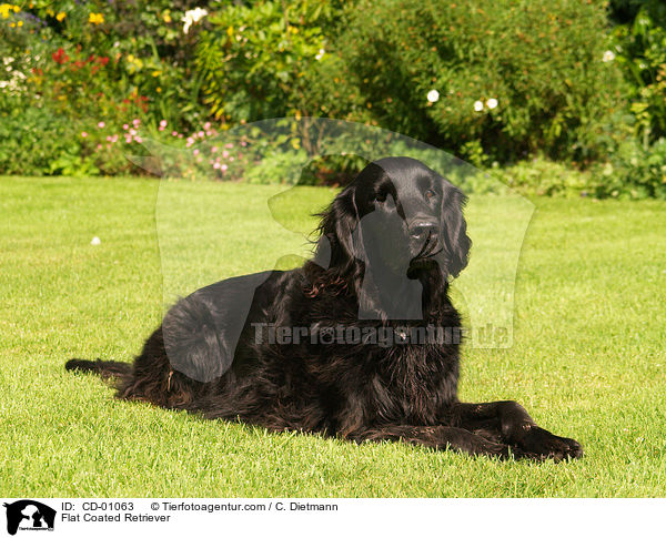 Flat Coated Retriever / Flat Coated Retriever / CD-01063