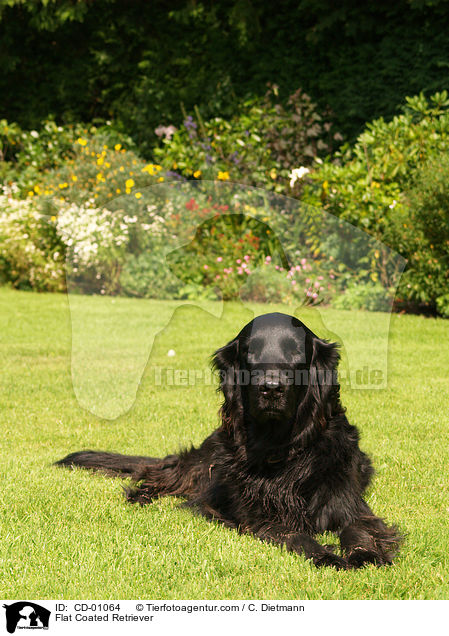 Flat Coated Retriever / Flat Coated Retriever / CD-01064