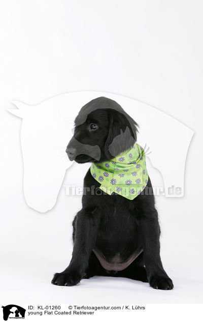 junger Flat Coated Retriever / young Flat Coated Retriever / KL-01260