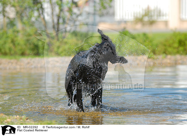 Flat Coated Retriever / Flat Coated Retriever / MR-02292