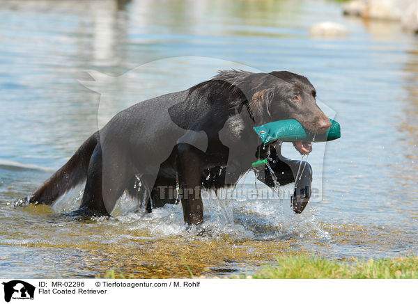 Flat Coated Retriever / Flat Coated Retriever / MR-02296