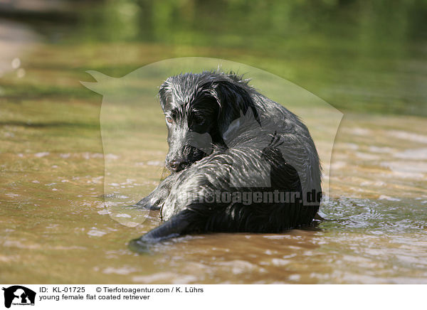 junge Flat Coated Retriever Hndin / young female flat coated retriever / KL-01725