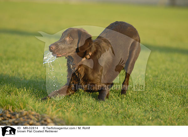 brauner Flat Coated Retriever / brown Flat Coated Retriever / MR-02814