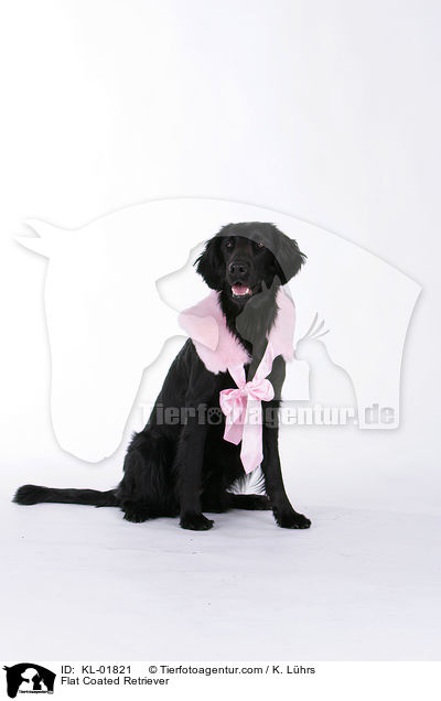Flat Coated Retriever / Flat Coated Retriever / KL-01821