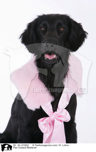 Flat Coated Retriever / KL-01822