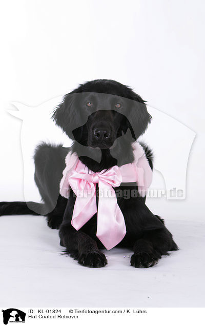 Flat Coated Retriever / Flat Coated Retriever / KL-01824